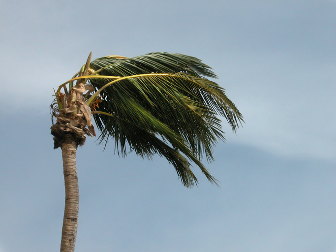 palm tree blowing in the wind